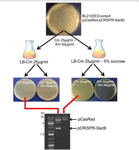 Fig. 6 pCRISPR-SacB-gDNA plasmid curing using 5% sucrose containing medium. A single colony from E