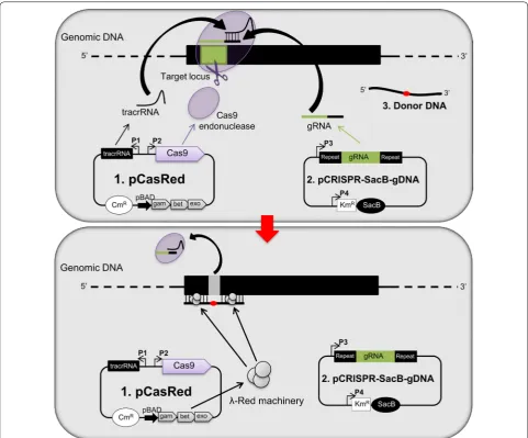 Fig. 1 Overview of CRISPR/Cas9 genome editing strategy in Escherichia coli. The strain to be mutagenized [E