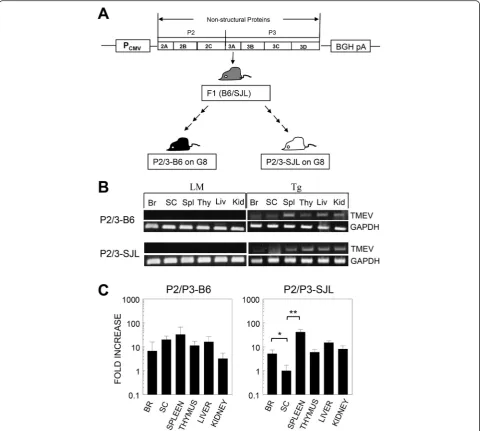 Fig. 1 Expression of viral P2/P3 transgenes in multiple organs. a Schematic diagram of the P2/P3 construct controlled by the CMV promoter