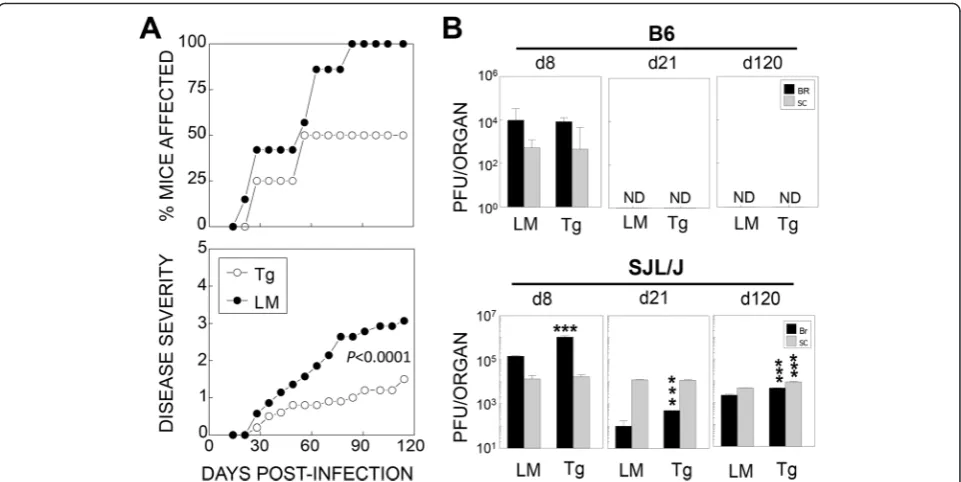 Fig. 2 Reduced disease severity but elevated viral loads in TMEV-infected P2/P3-Tg mice in the SJL background