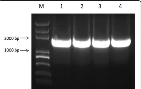 Fig. 10 Indentification of pGEX-KG/YYH1311079 recombinant construction (M Trans 2K plus DNA Marker, 1–3 BamHI and HindIII enzyme-digested, 4 Target fragment)