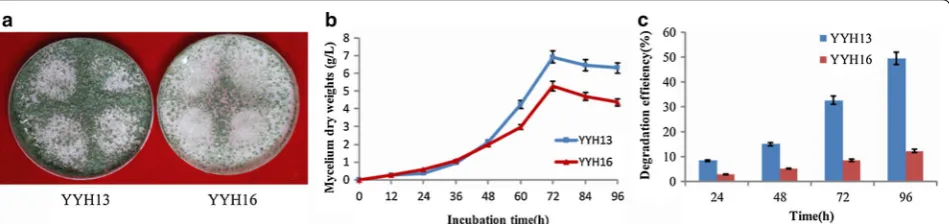 Fig. 1 Trichoderma hamatum growth natures, and anti-microorganism activity and cellulose degradation induced by YYH13 and YYH16