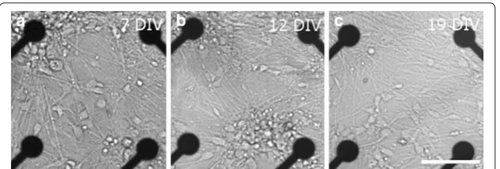 Fig. 1 Neuron distribution of dataset #3 (see Table 1) on the MEA for three points in time (a 7 days in vitro (DIV), b 12 DIV, and c 19 DIV)