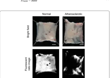 Fig. 2 Reconstructed mapping of rabbit aorta samples. Difference in fluorescence intensity in normal and atherosclerotic artery samples allowed for discrimination between normal and diseased sites via ratio imag‑ing