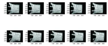Figure 12:  Sample palm-print images from the IITD database  