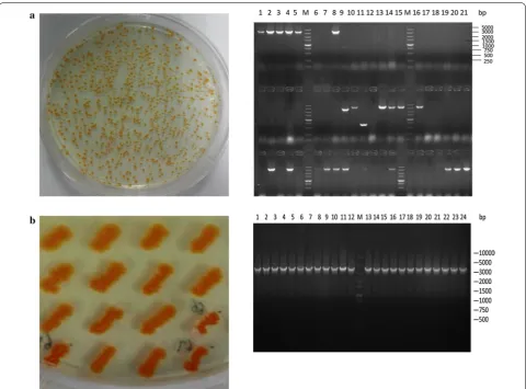 Fig. 3 Determination of successfully assembled combinatory expression library pACYC184-AL-mva in host DXS37-IDI46