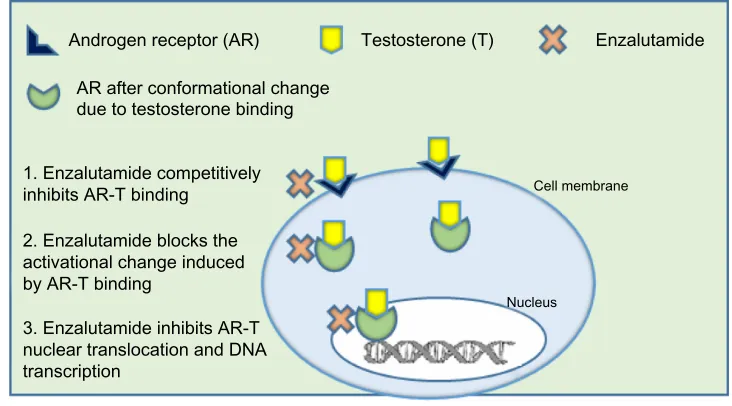 Figure 1 Mechanism of action of enzalutamide.Note: enzalutamide inhibits binding of testosterone to the AR, prevents translocation, impairment of AR DNA binding, and interference with co-activator recruitment and DNA transcription.
