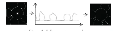 Figure 5 summarizes the process of cell separation once the overlapped region is identified