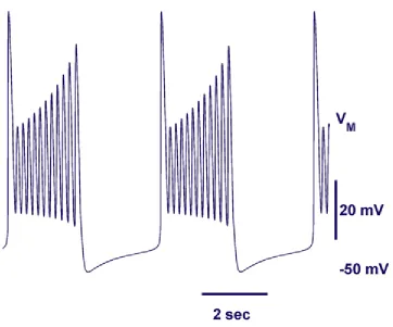 Figure 10. Sample trajectory. Burst duration and interburst interval are approximately 2 seconds for θK2= -0.0006 V and θh=0.047 V