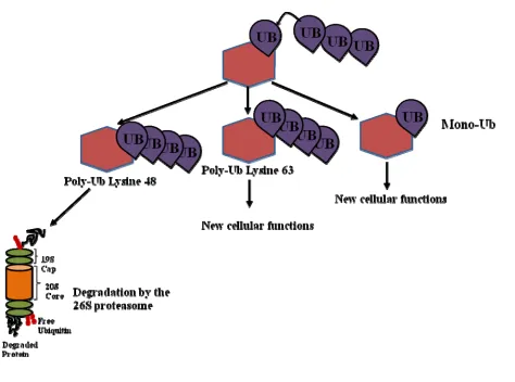 Figure 4: Ubiquitination Patterns. The fate of a protein substrate is determined by the ubiquitination pattern of protein substrates by the E3 ligase