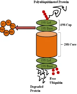 Figure 5: The 26S Proteasome.  The 26S proteasome is composed of a 19S regulator cap and a 20S proteolytic core