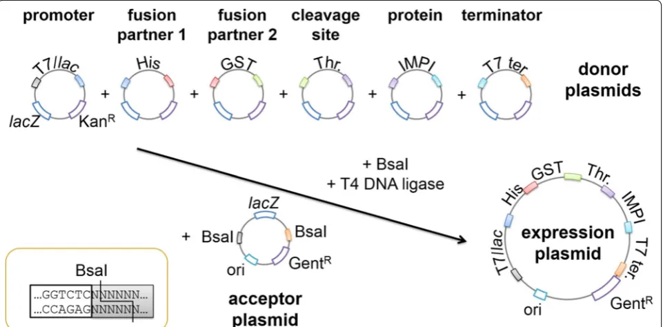 Figure 1 shows the concept of the Golden Gate plasmid library. Six donor plasmids and one acceptor were com-bined to generate a panel of expression plasmids in a sin-gle restriction-ligation reaction