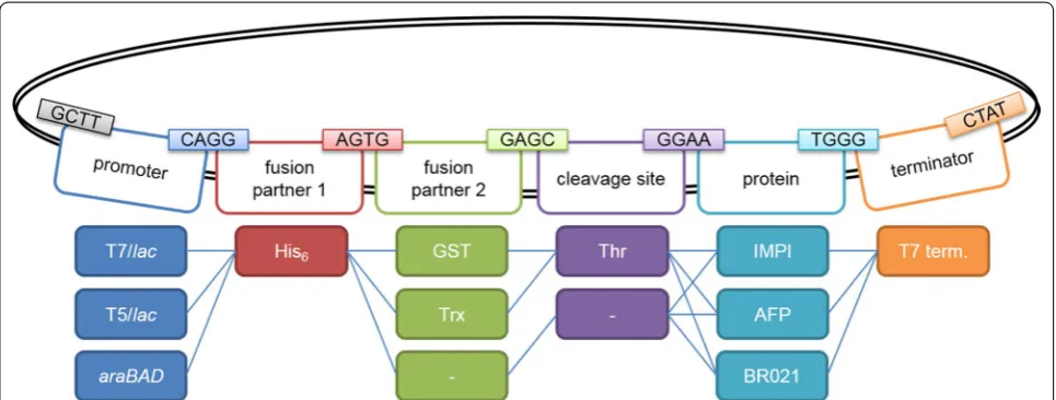 Fig. 2 Basic plasmid library for E. coli. The plasmid library consists of 13 donor plasmids, resulting in 27 different expression plasmids
