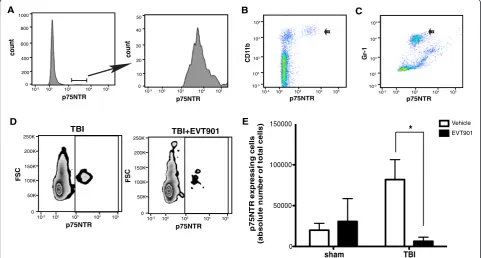 Fig. 1 EVT901 treatment reduced p75NTR-expressing leukocyte in the circulation at 7 days after TBI