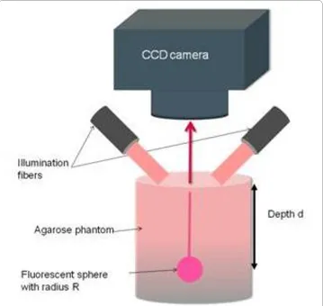 Figure 2 Geometry of experimental setup for determining the SRD using fluorescence imaging in re-flection mode.