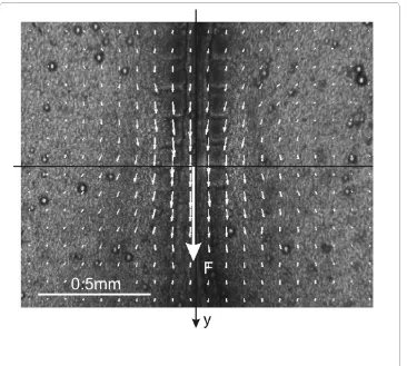 Figure 3 Typical PIV calculation of the displacement field for a force applied along the midline(large arrow)