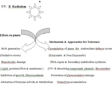 Figure 1. Effect of UV B radiation on plants 