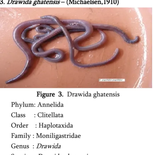 Figure  3.  Drawida ghatensis 