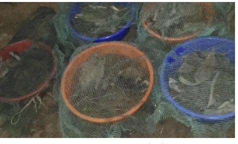 Figure  4.  Vermibed 