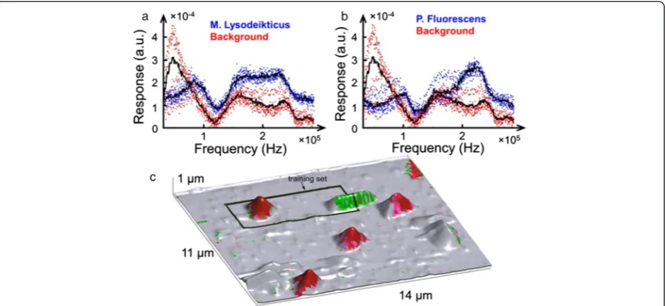 Figure 7 Functional recognition imagining of a bacterial sample. (a, b) Electromechanical response spectra of two bacterial species and background.(c) AFM topographic image of an area containing bacteria with the training set marked with a rectangular box;