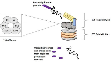 Figure 1.2 The 26S Proteasome 