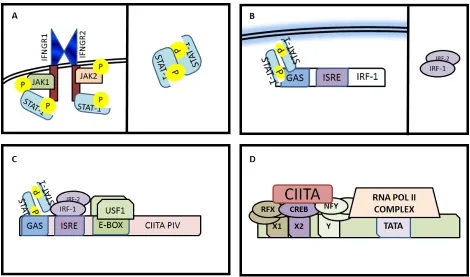 Figure 1.3 MHC II Transcription 