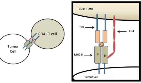 Figure 1.4 TAA Presentation to MHC II 