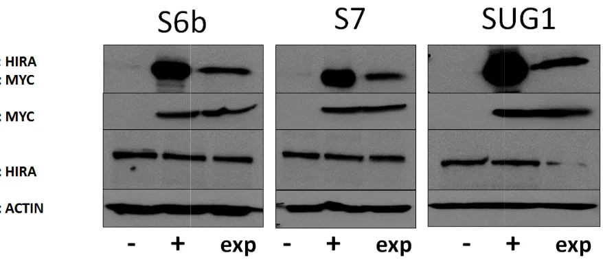 Figure 2.3 Co-immunoprecipitation of HIRA witimmunoprecipitation of HIRA with the ATPases S6b, S7, and h the ATPases S6b, S7, and 