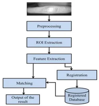 Figure-2. A captured digital finger knuckle image. 