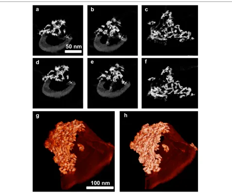 Figure 4 Reconstructions from cross-correlation and our alignment approach.cross-correlation alignment.renders of the two reconstructions from cross-correlation alignmentthe scale bar in (a-c) Cross-section images of the 3-D volume from (d-f) Same cross-se
