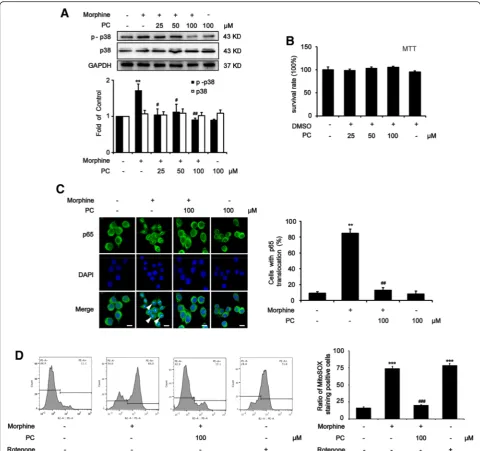 Fig. 5 Procyanidins suppressed morphine tolerance by inhibiting p38 MAPK/NF-κB and ROS signaling in microglia
