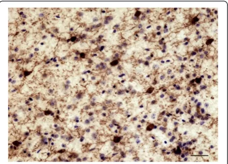 Figure 8 IBA1-IR cells in the non-perfused cingulate cortex of aof young adult mouse (3 months old) following a PMI of 43 h(11 h at room temperature and 32 h at 4˚C)