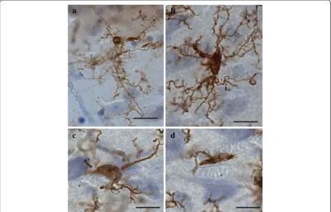 Figure 2 Four main phenotypes represent the population of resident IBA1-IR cells in human dACC gray matter