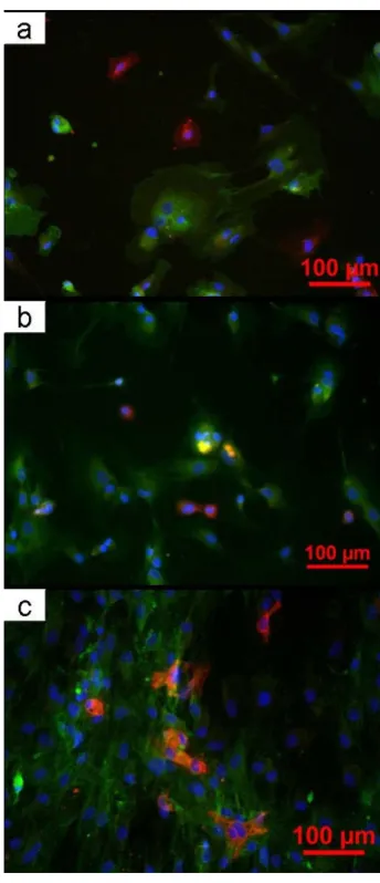 Figure 1and nuclei with DAPI (blue)MSC were labeled with CD90 (green), EC with UEA-1 (red) Cells grown on the coverslips for 1 (a), 3 (b) and 5 (c) days: Cells grown on the coverslips for 1 (a), 3 (b) and 5 (c) days: MSC were labeled with CD90 (green), EC with UEA I (red) and nuclei with DAPI (blue).