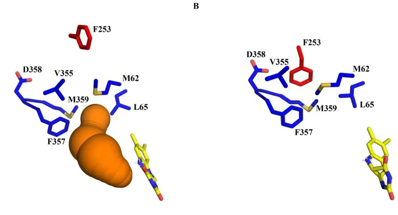 Figure 2.5: CAVER (37) analysis of tunnels from the active site to the enzyme surface