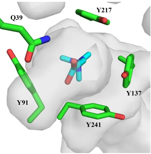 Figure 1.9: Binding site of OpuC for glycine betaine (PDB 3PPP). Glycine betaine is shown as cyan sticks, the side chains of Q39, Y91, Y241, Y137, and Y217 are in green sticks