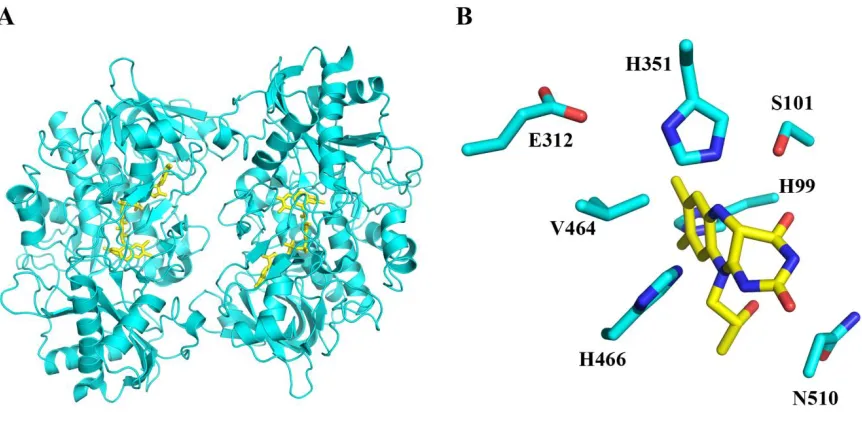 Figure 1.10: Structure of choline oxidase. The asymmetric dimer of choline oxidase (PDB 2JBV) is shown in panel A with cyan cartoon and FAD as yellow sticks