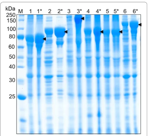 Figure 1 IPTG induction of ELP-tagged targets in TB shakeflasks. Comparison of IPTG-induced expression (denoted by *)versus leaky expression in TB medium using the BLR (DE3) strain