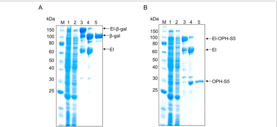 Figure 3 ELP-intein-mediated purification of ELP-intein-tagged (A)fermentationinverse transition cycling