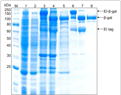 Figure 4 Purities obtained by one or two rounds of inversetransition cycling. Two rounds of inverse transition cycling yieldedmuch higher purities, as confirmed by SDS-PAGE analysis
