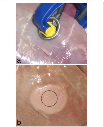 Figure 1 Experimental setup and IRE lesion. (a) Placement of the electrodes on actively perfused livertissue and (b) the resultant lesion after treatment with 99, 100 μs, 1500 V/cm pulses and 4 hours ofperfusion