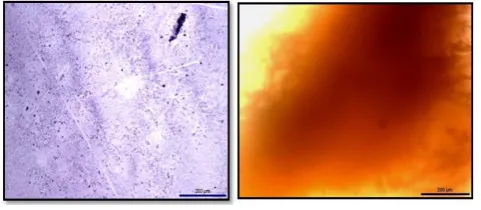 Figure 1. Optical microscope images of (a) Zincon (b) poly zincon on the ITO electrode surface