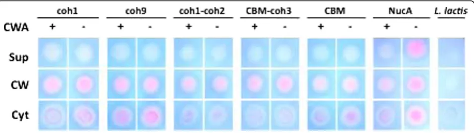 Figure 3 Cellular localization of NucA-CipAspotting cell fractions on TBD-agar and analyzing for pink color formation