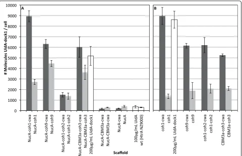 Figure 4 In vivocwa) to ensure saturation of cohesins.(NucA-CBM3a-cwa). Binding assay carried out with UidA and all other constructs resulted in no association with scaffold-expressing strains (datato equivalent amounts of functional cohesin assuming a 1:1
