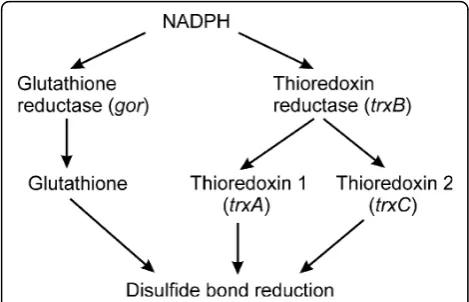 Figure 1 Dual pathways for disulfide bond reduction in thereduction of disulfide bonds is inhibited, but there is no activecytoplasm of E