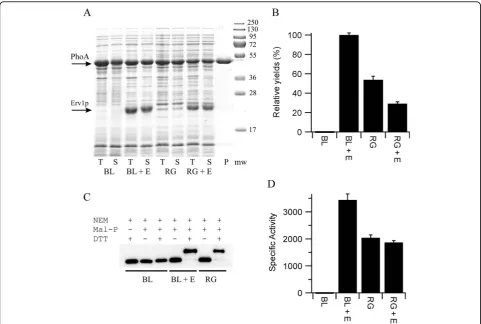 Figure 2 Production of PhoA in the cytoplasm of E. coli. A) SDS-PAGE analysis of the production of PhoA produced in LB media at 30°C