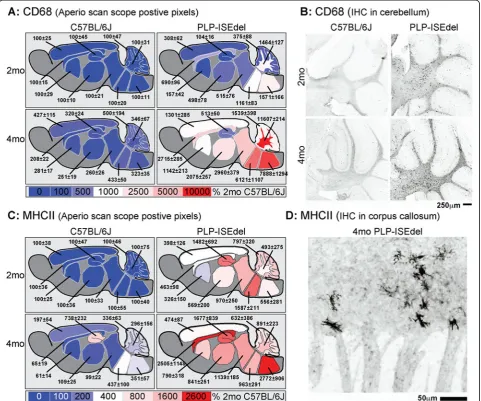 Figure 5 CD68 and major histocompatibility complex class II (MHCII) histopathology is increased in the PLP-ISEdel mice