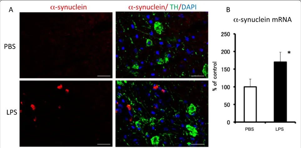 Figure 6 Effect of subacute LPS treatment on performance in the rotarod test for wild-type, IL-1 KO and TNFα KO mice