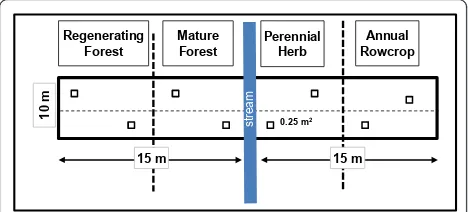Figure 1 Layout of 10 × 30 m belt transects for samplingbiomass of riparian condition types