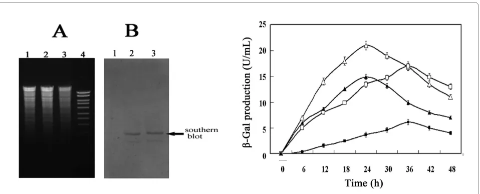 Figure 3 Reconstruction of B. subtilis host. (A) Agarose-gel-electrophoresis of chromosome DNA digested with ApaI and EcoRI